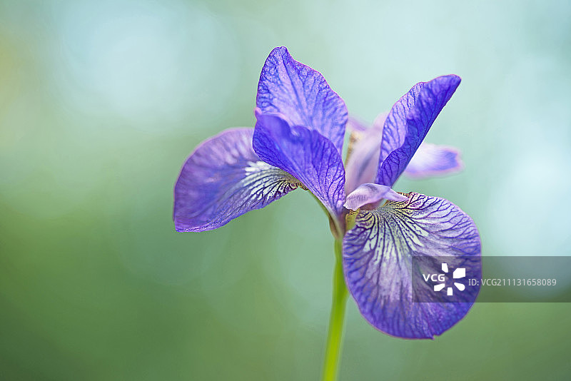 西伯利亚鸢尾，紫色花朵，绿色背景图片素材