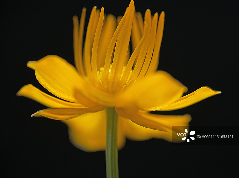 金莲花，中国金莲花，黄色花朵，显示雄蕊和柱头，背景为纯黑色图片素材