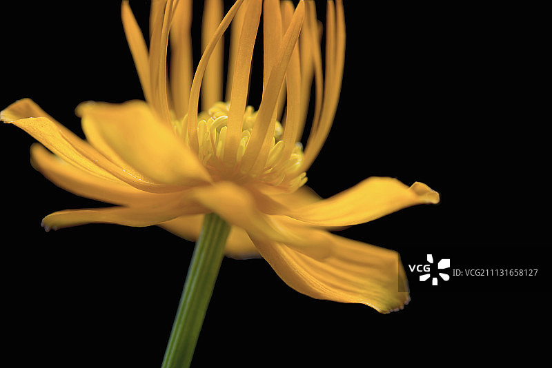 金莲花（唐松草）：展示雄蕊和柱头的黄色花朵，纯黑色背景图片素材