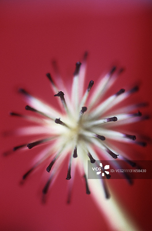 八角金盘图片素材