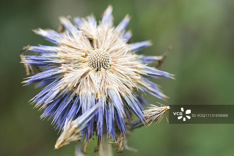 蓝刺头图片素材