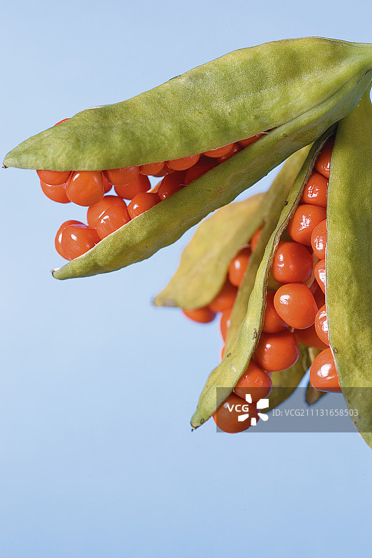 鸢尾花图片素材