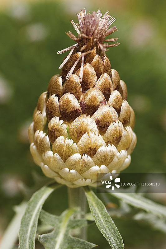红花鹿图片素材