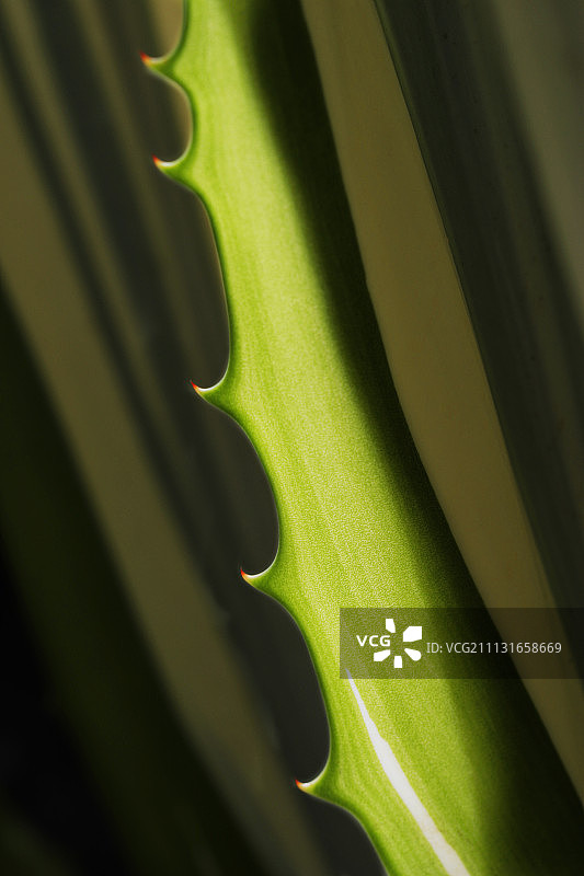 狐尾兰图片素材