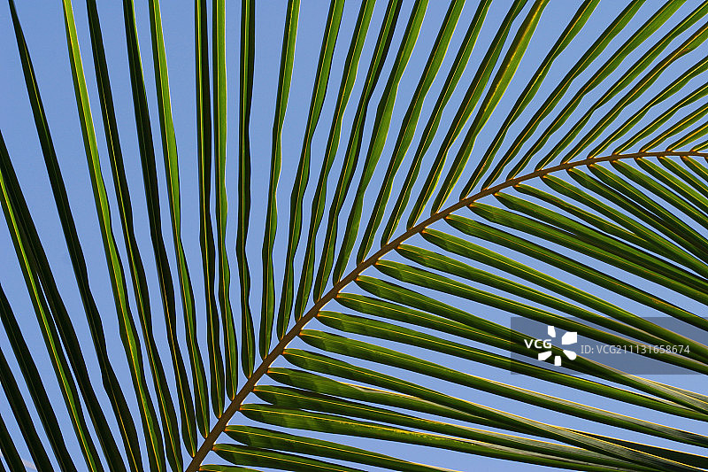 棕榈，海枣，凤凰图片素材
