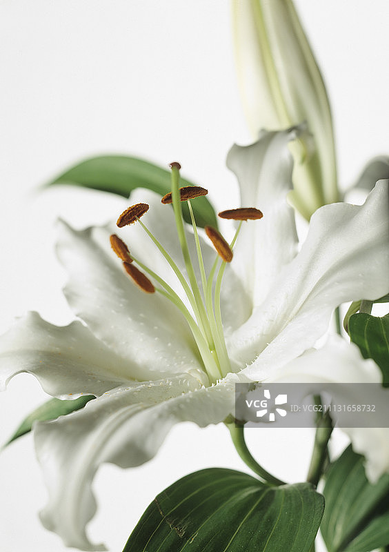 卡萨布兰卡百合图片素材