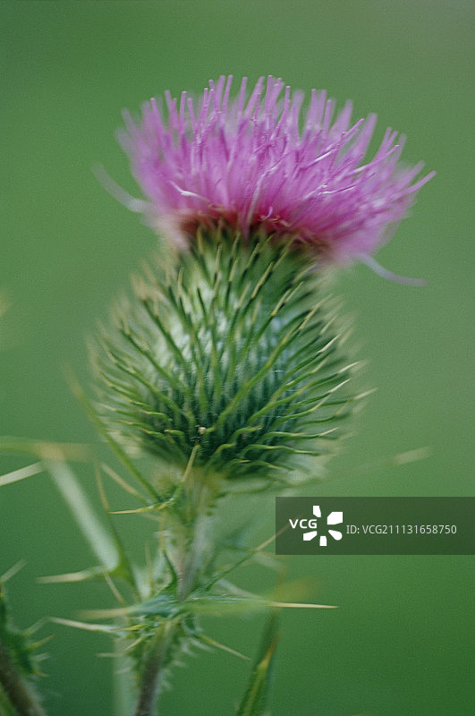 蓟，矛蓟，苏格兰蓟，牛蓟图片素材