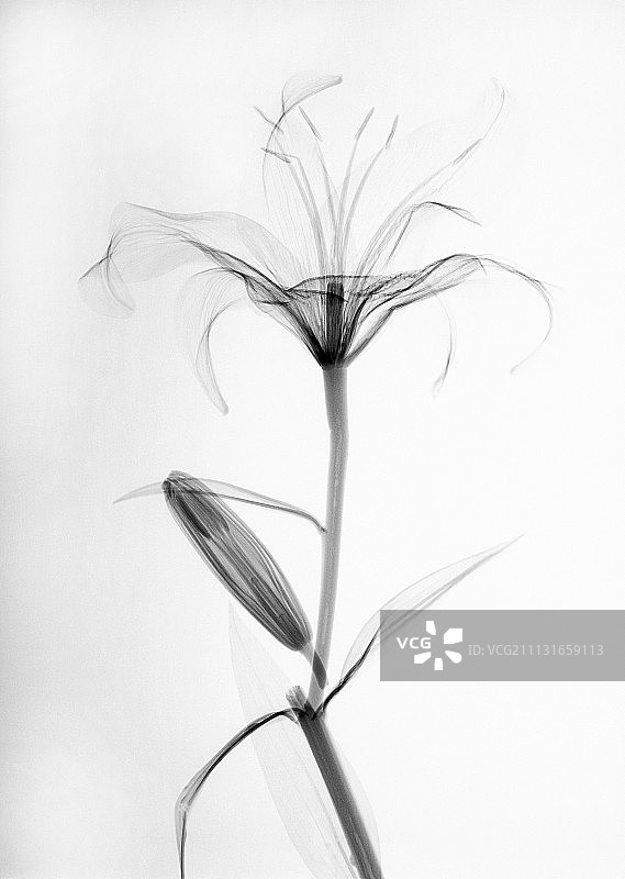 百合花图片素材