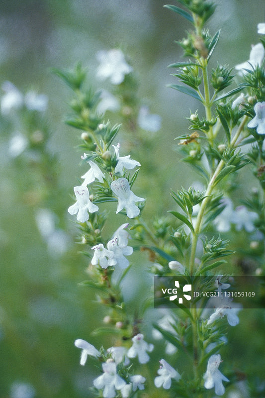 夏季香薄荷图片素材
