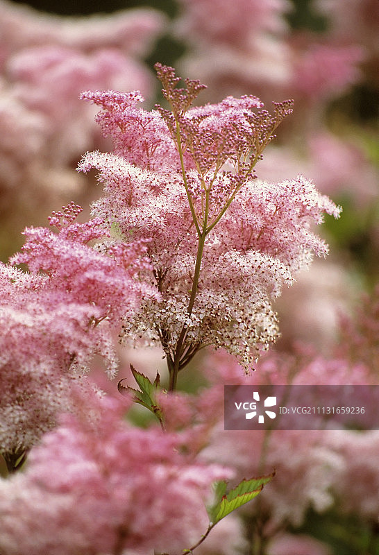 欧亚绣线菊图片素材
