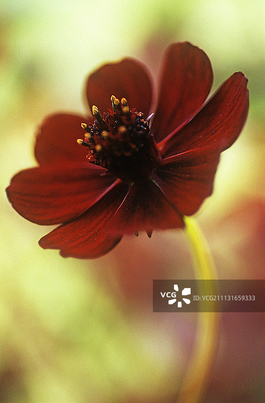 大波斯菊，巧克力大波斯菊图片素材