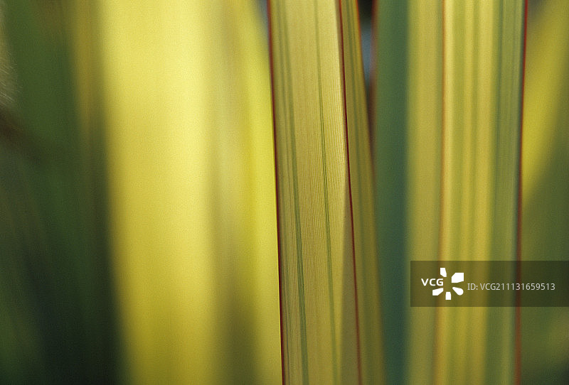 新西兰亚麻图片素材