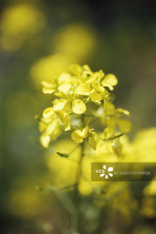 芥末，白芥末，白芥菜。图片素材