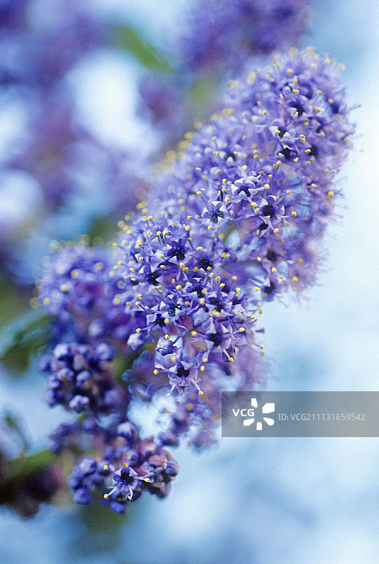 加利福尼亚丁香图片素材
