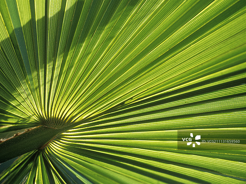扇形棕榈，棕榈属图片素材