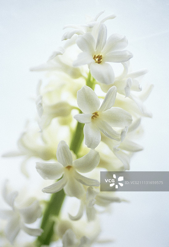 风信子图片素材