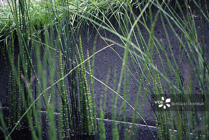 问荆，水问荆，沼生问荆图片素材