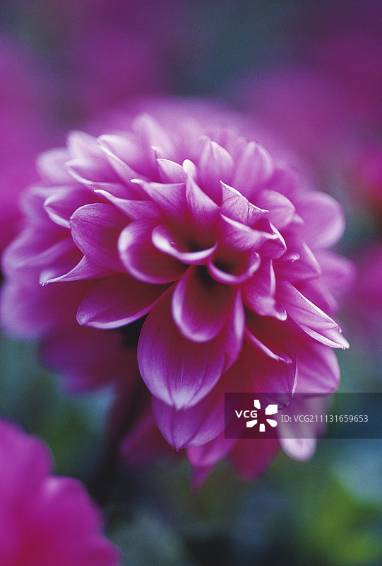 大丽花 ‘丰收萨曼莎’图片素材