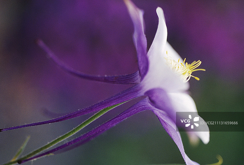 耧斗菜图片素材