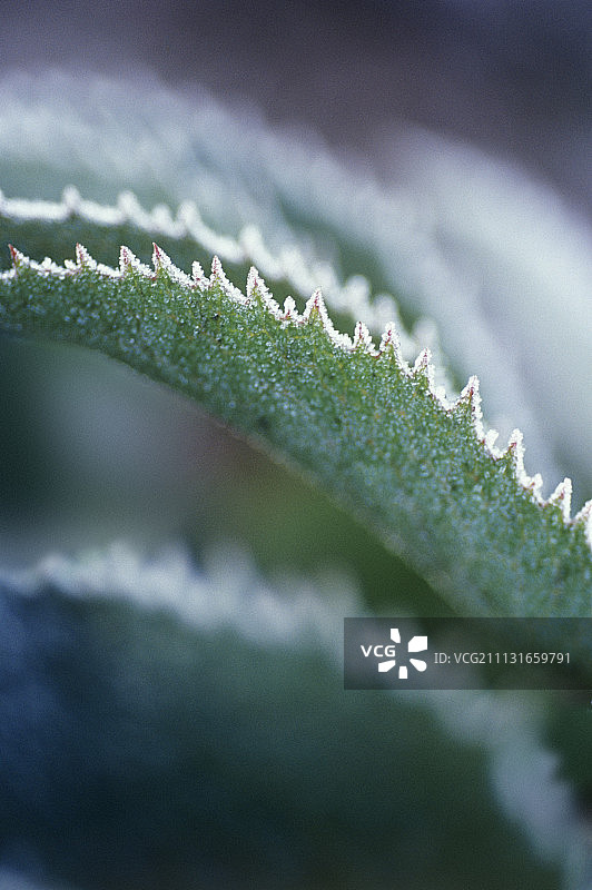 铁筷子花图片素材