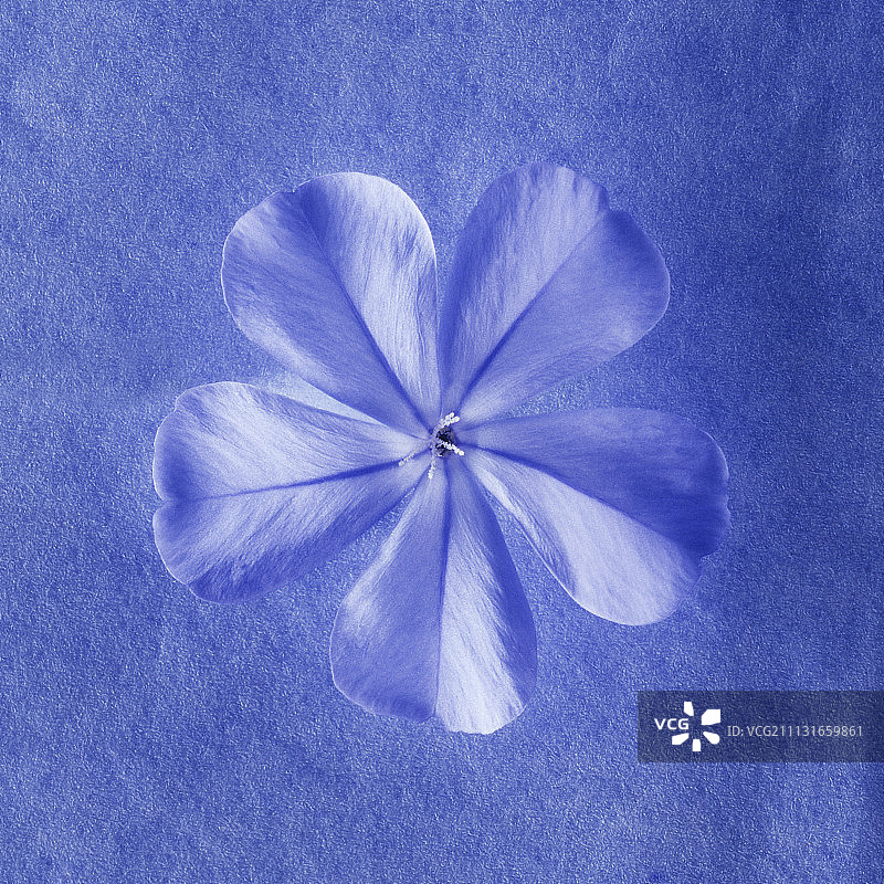 蓝雪科植物图片素材