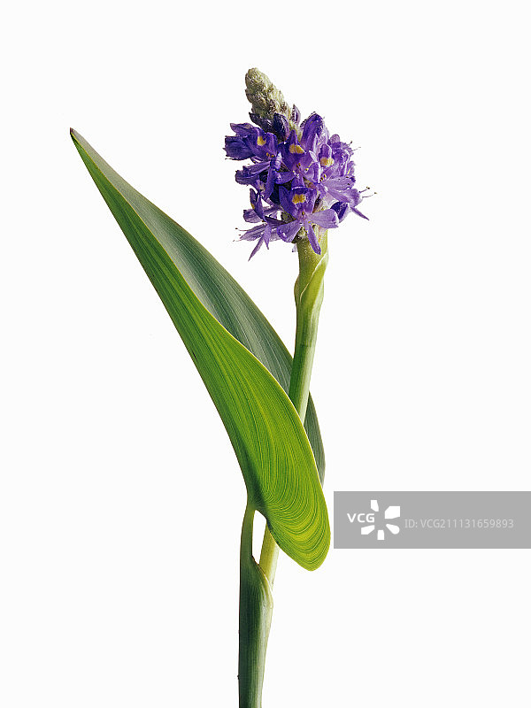 Pickerelweed，系绳桥。图片素材