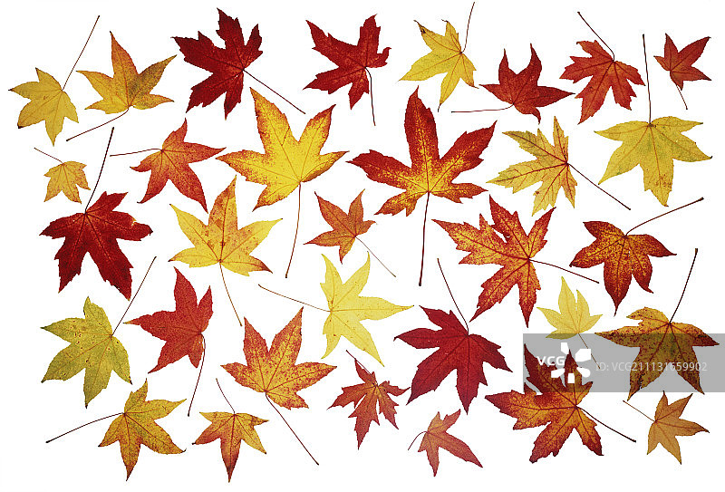 枫香树图片素材