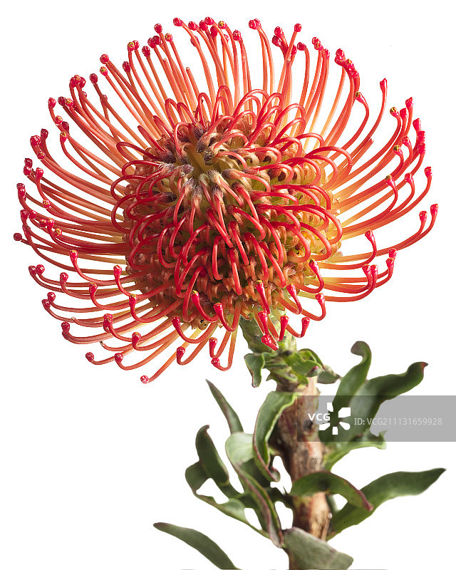 针垫，心叶风轮花图片素材