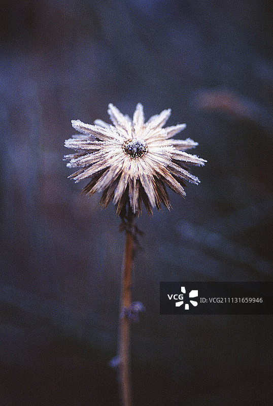 蓝刺头图片素材