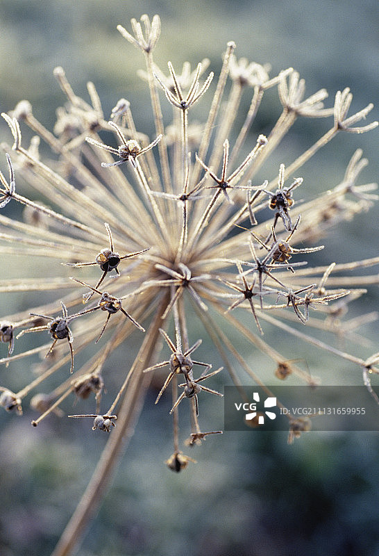 葱属植物：克里斯托夫葱图片素材