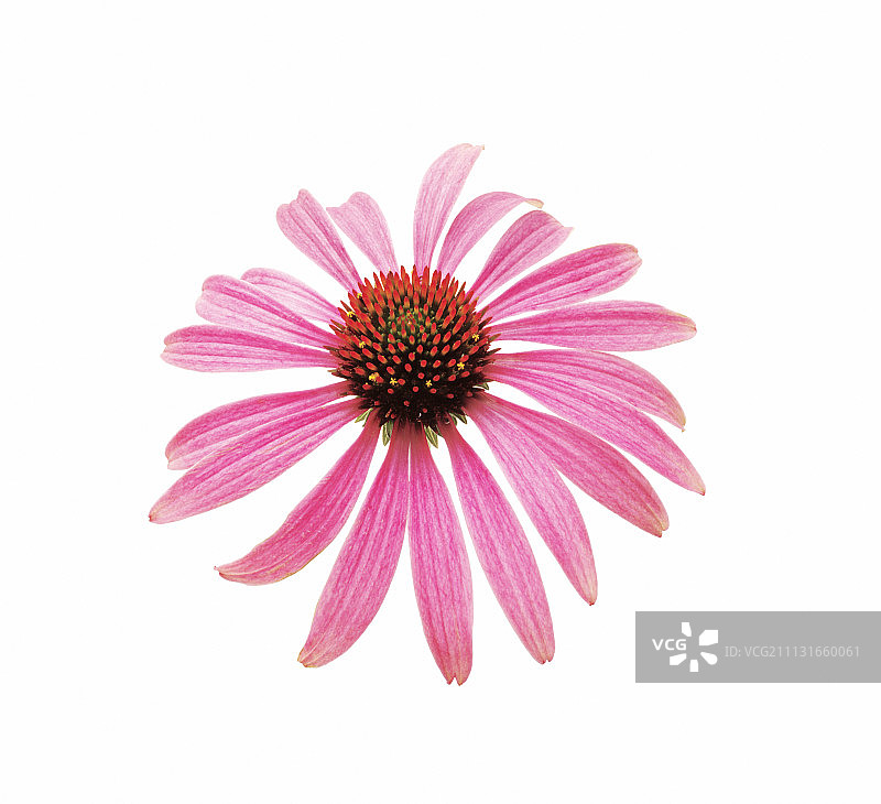 紫锥菊图片素材