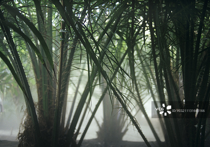 棕榈、海枣棕榈、加拿利海枣图片素材