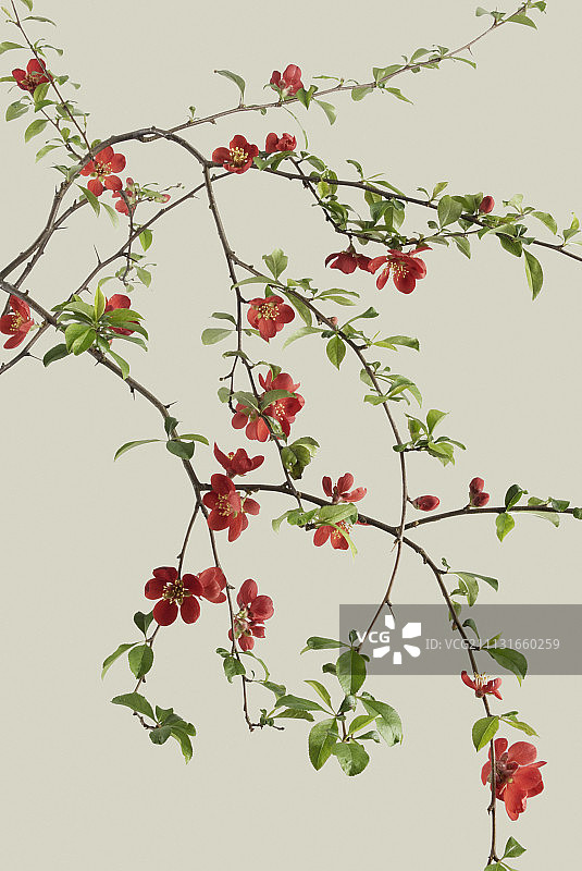 日本木瓜图片素材