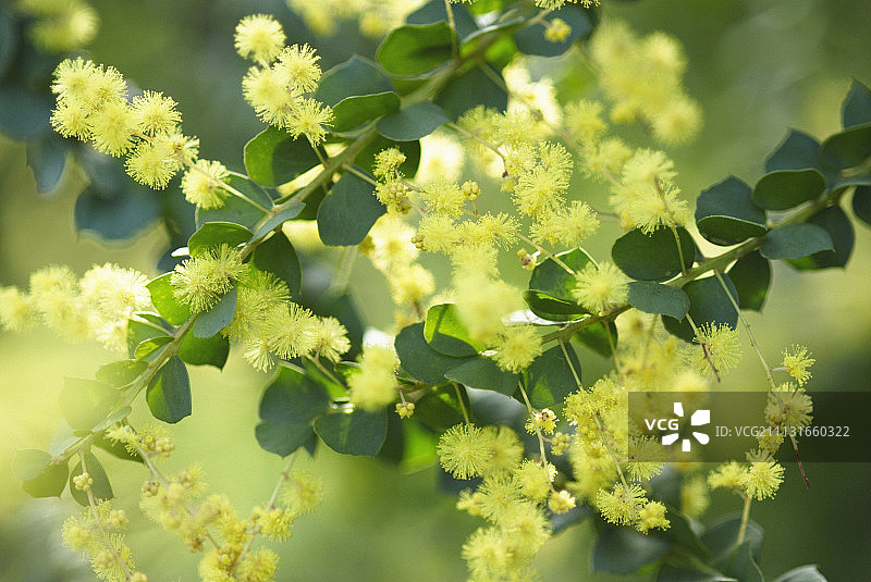 金合欢、含羞草、相思树图片素材
