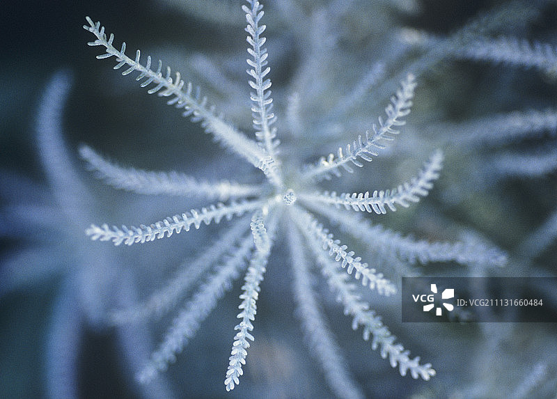 棉花薰衣草，圣托里纳图片素材