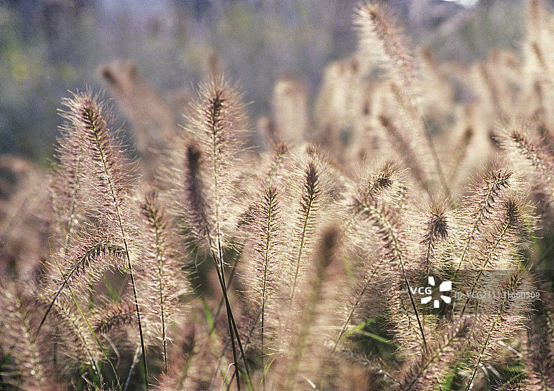 紫穗狼尾草图片素材
