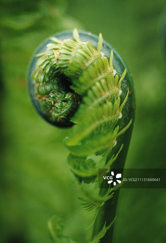 未识别的多种蕨类植物图片素材