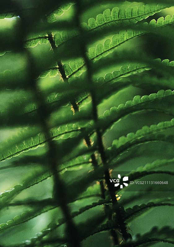 荚果蕨图片素材