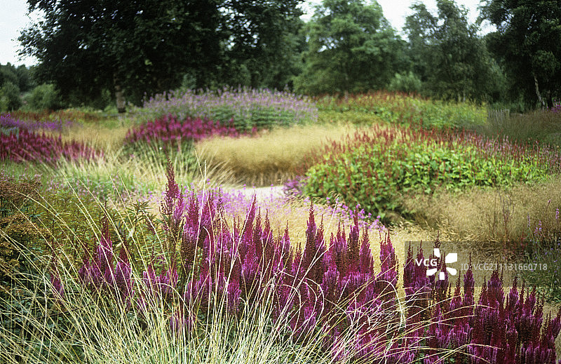 落新妇图片素材