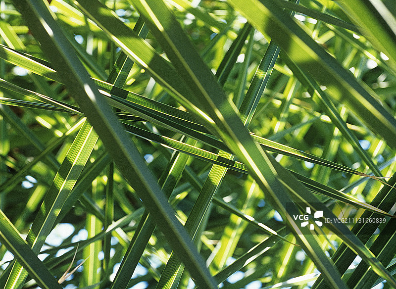 棕榈，海枣，凤凰图片素材