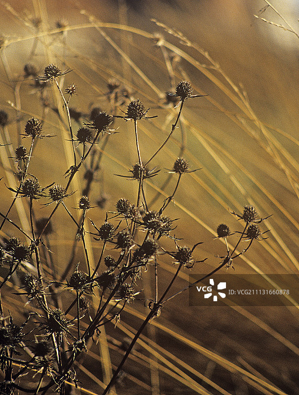 海冬青图片素材