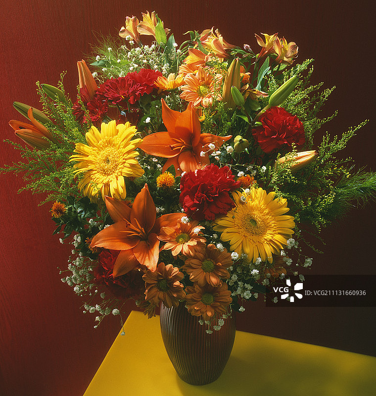 非洲菊。图片素材