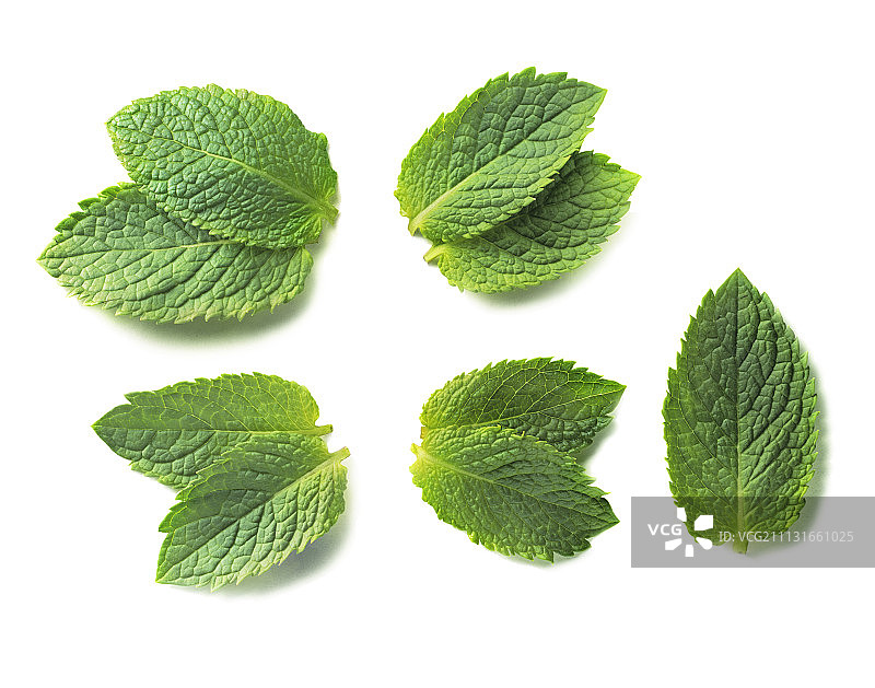 薄荷图片素材