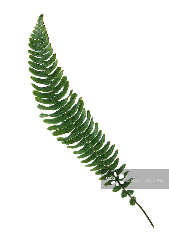 蕨类植物，波士顿蕨，肾蕨图片素材