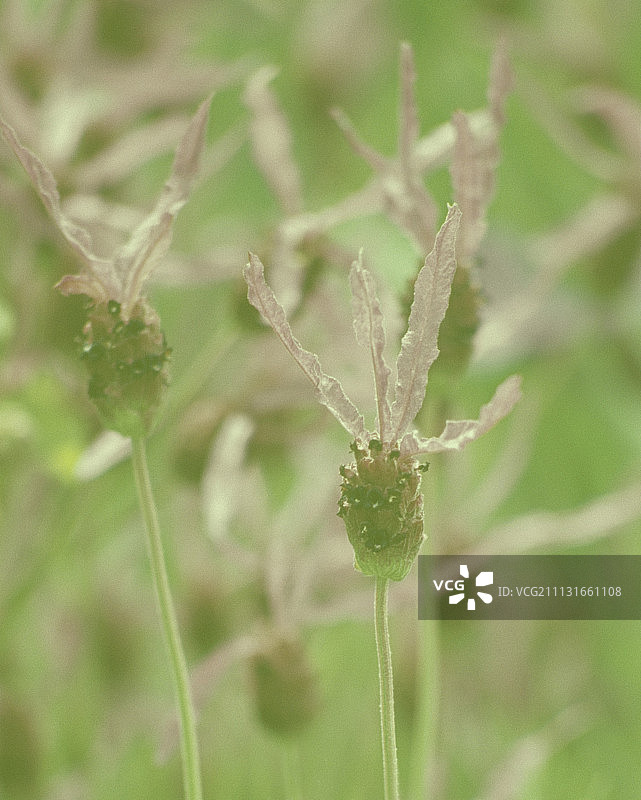 薰衣草图片素材