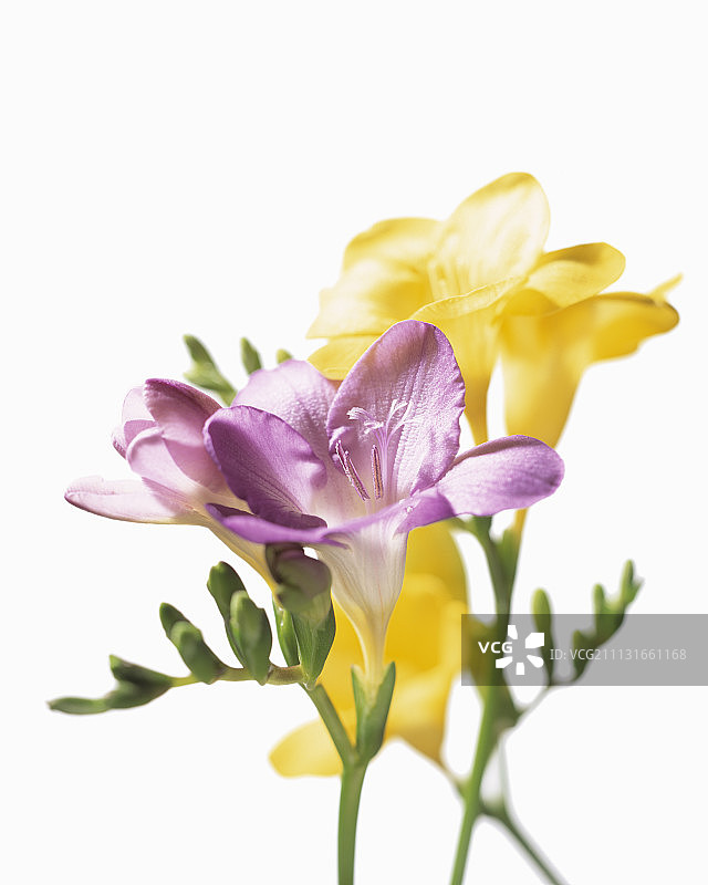 小苍兰图片素材