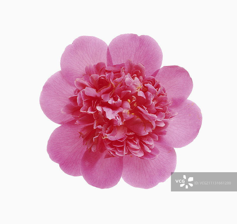 山茶花。图片素材