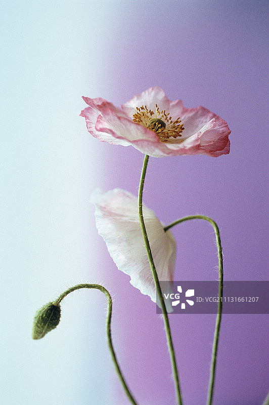 罂粟花图片素材