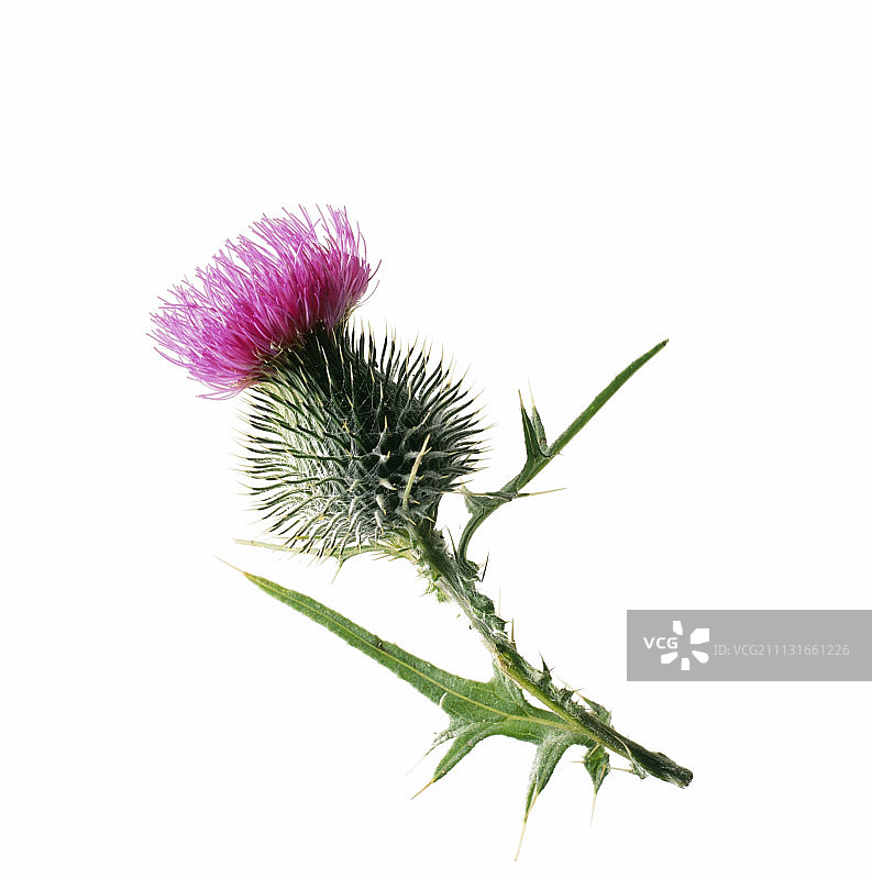 蓟，矛蓟，苏格兰蓟，牛蓟图片素材