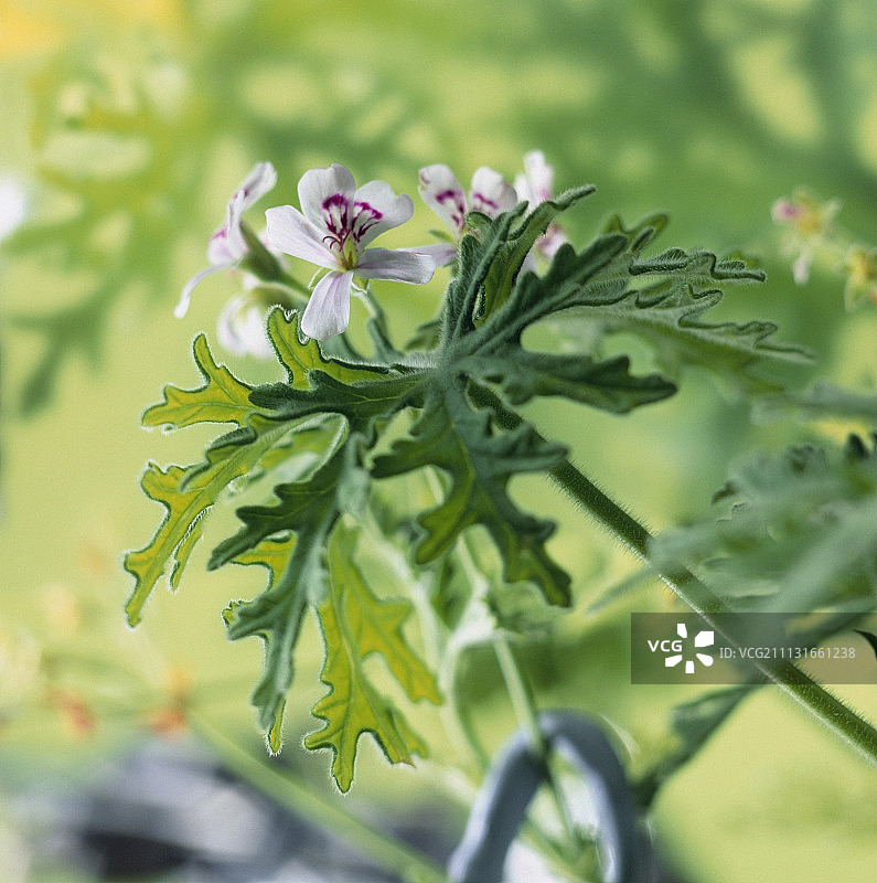 香叶天竺葵图片素材